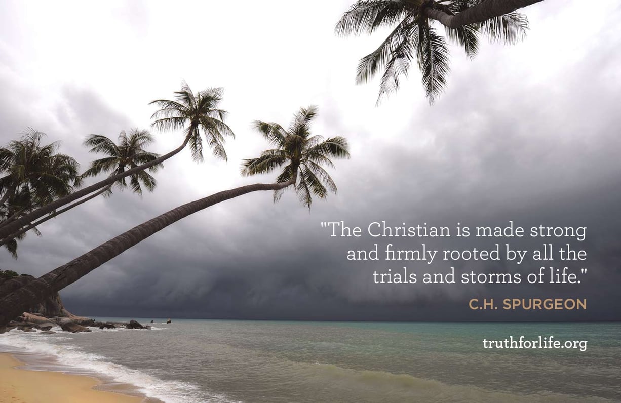 Firmly Rooted: Wallpaper