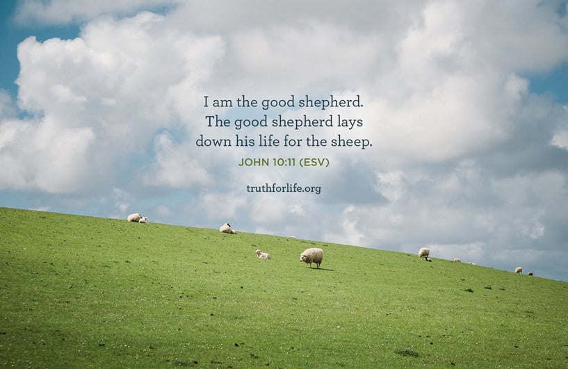 I am the good shepherd. The good shepherd lays down his life for the sheep. - John 10:11