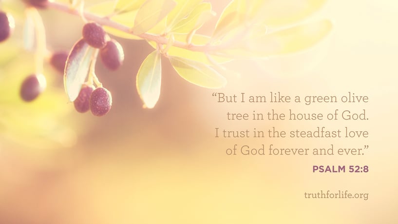 But I am like a green olive tree in the house of God. I trust in the steadfast love of God forever and ever. - Psalm 52:8 But I am like a green olive tree in the house of God. I trust in the steadfast love of God forever and ever. - Psalm 52:8