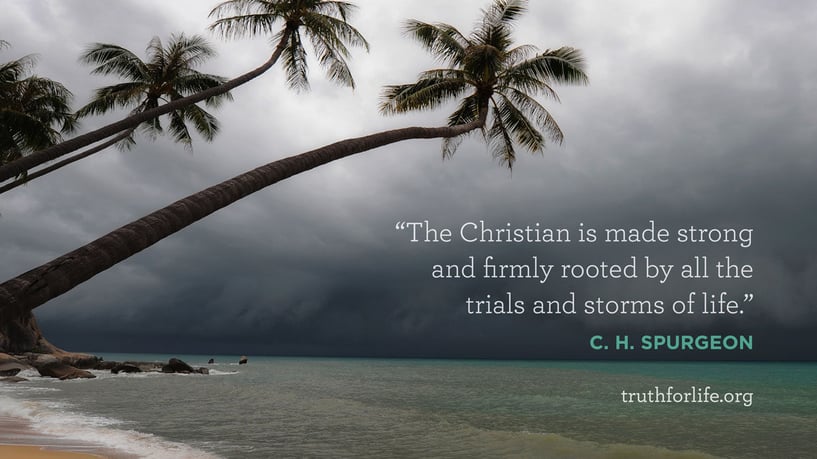 The Christian is made strong and firmly rooted by all the trials and storms of life. - C.H. Spurgeon