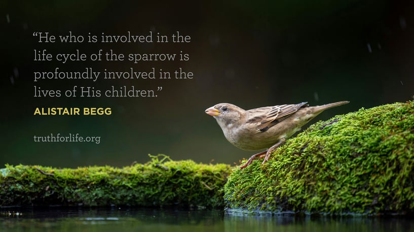 He who is involved in the life cycle of the sparrow is profoundly involved in the lives of His children. - Alistair Begg