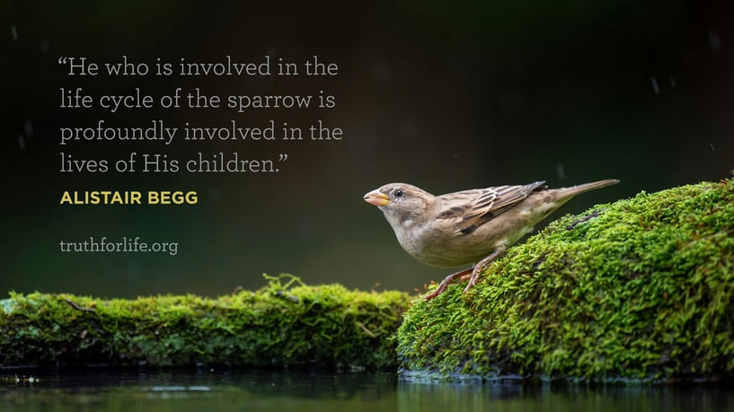 He who is involved in the life cycle of the sparrow is profoundly involved in the lives of His children. - Alistair Begg He who is involved in the life cycle of the sparrow is profoundly involved in the lives of His children. - Alistair Begg