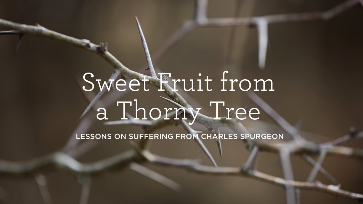 thumbnail image for Sweet Fruit from a Thorny Tree: Lessons on Suffering from Charles Spurgeon