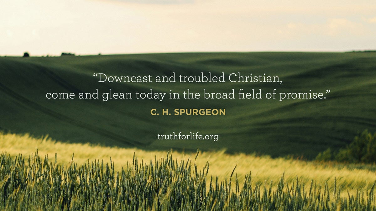 thumbnail image for Wallpaper: Field Of Promise